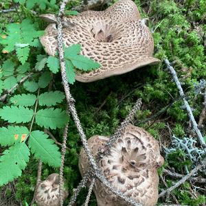 Shingled Hedgehog