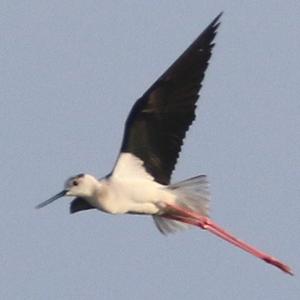 Black-winged Stilt