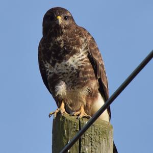 Common Buzzard