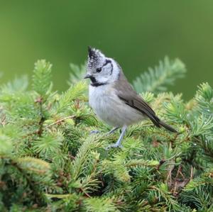 Crested Tit