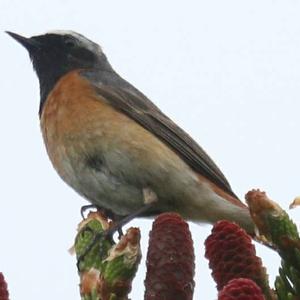 Common Redstart