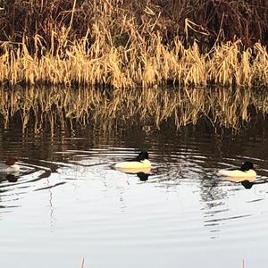 Red-breasted Merganser