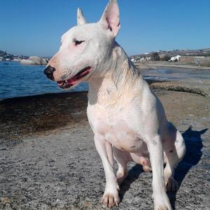 Bullterrier