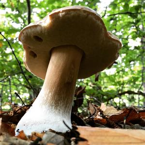 King Bolete