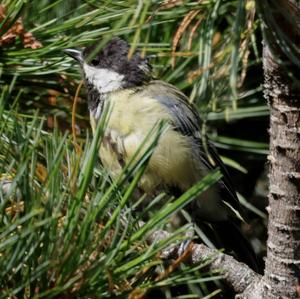 Great Tit