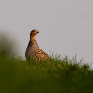 Grey Partridge