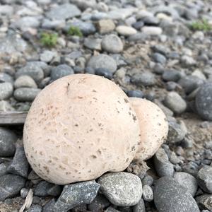 Giant Puffball