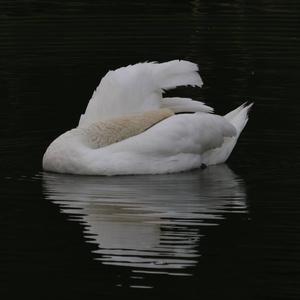 Mute Swan