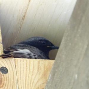 Black Redstart