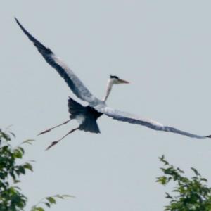 Grey Heron