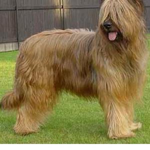 Briard