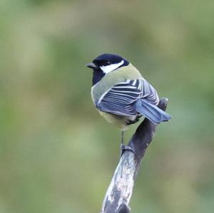 Great Tit