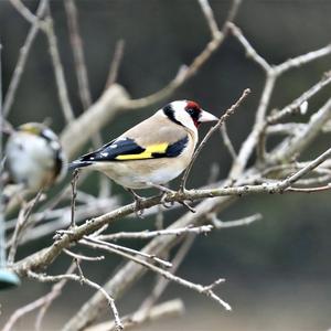 European Goldfinch