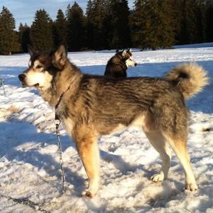 Alaskan Malamute