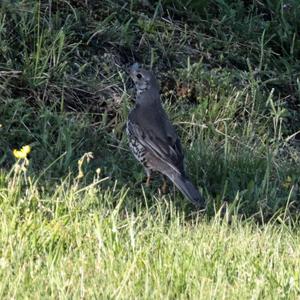 Mistle Thrush