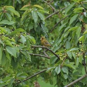 European Greenfinch