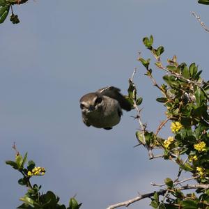 House Sparrow