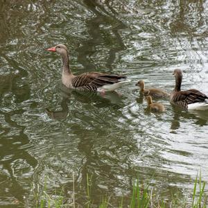 Greylag Goose