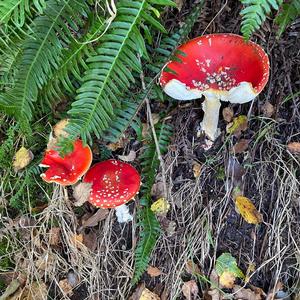 Citron Amanita