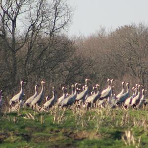 Common Crane