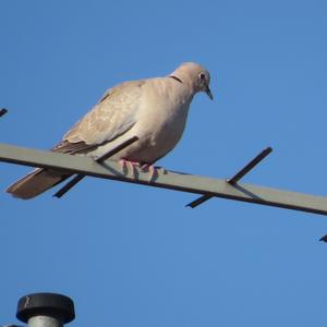 Eurasian Collared-dove