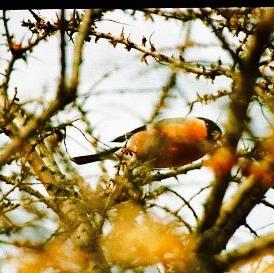 Eurasian Bullfinch