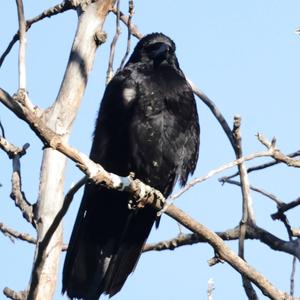 Carrion Crow