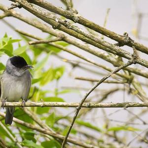 Blackcap