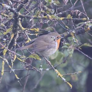 European Robin