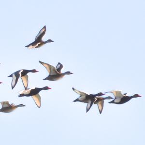 Red-crested Pochard