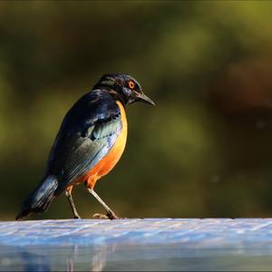 Hildebrandt's Starling