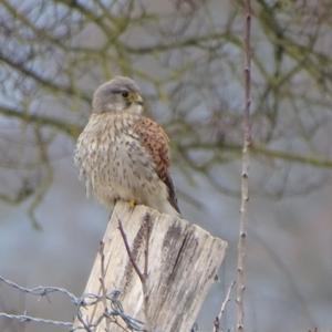 Common Kestrel