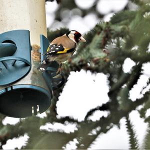 European Goldfinch