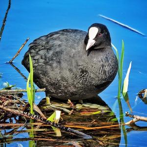 Common Coot