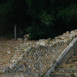 Common Kestrel