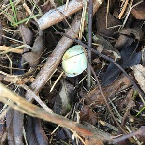 Blue-green Stropharia