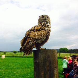 Eurasian Eagle-owl