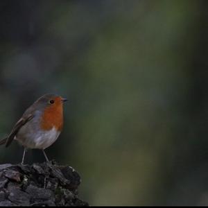 European Robin