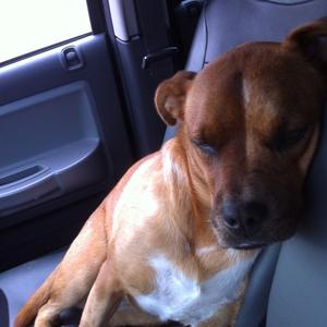 Unknown Breed