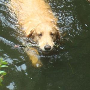 Retriever (Golden)