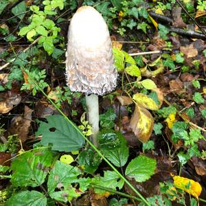 Magpie Ink-cap