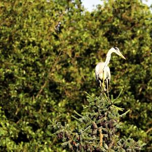 Grey Heron