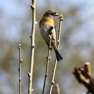 Brambling