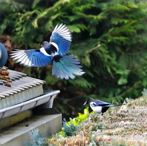 Black-billed Magpie