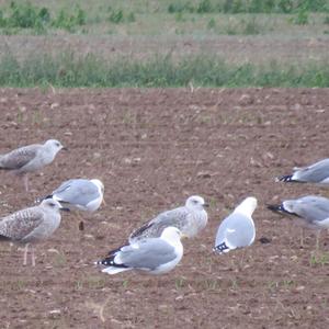 Herring Gull