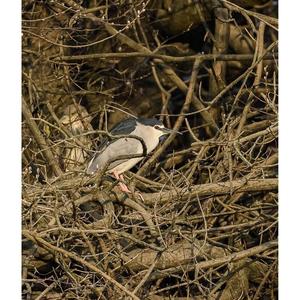 Black-crowned Night-heron