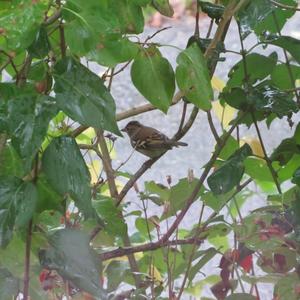 Eurasian Chaffinch