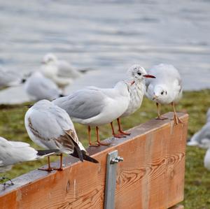 Black-headed Gull