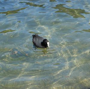 Common Coot