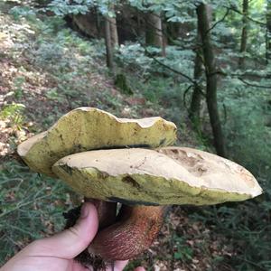 Satan`s Bolete